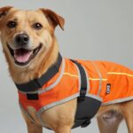 Best Cooling Jacket for Dogs