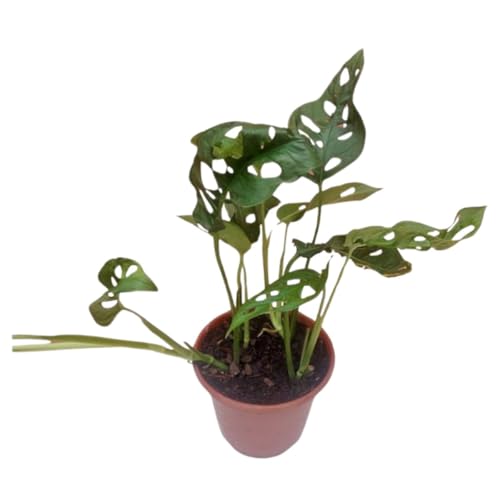 Costela De Eva Monstera Adansonii Planta Adulta Exotica Decoração Casa Quarto Jardim Verde